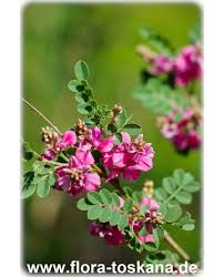 Image result for Indigofera mendonçae