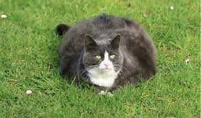 Obesity In Cats Petcoach