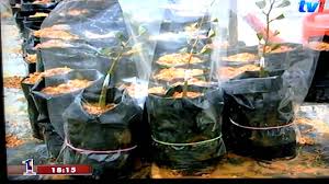 Cara semai biji durian cepat tumbuh tunas cara tanam biji durian lokal untuk persiapan batang bawah #carasemaibijidurian. Teknik Penanaman Biji Benih Durian Youtube