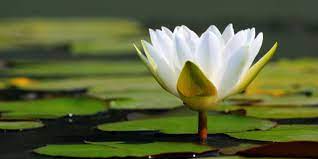 Dewi tunjung biru, jamu tunjung biru, khasiat bunga tunjung biru, manfaat bunga tunjung biru, tunjung biru mp3, tunjung biru wedding. 6 Fakta Unik Dari Bunga Teratai Halaman All Kompas Com