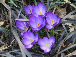 We did not find results for: Crocus Vernus 6bc Botanical Garden