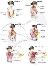 Shoulder Movements Muscles Yoga Anatomy Physical Therapy Massage Therapy
