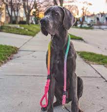 How Long Do Great Danes Live Why Are These Breeds So Big Find Out Everything You Need To Know From Temperament Hea Great Dane Dane Puppies Great Dane Puppy