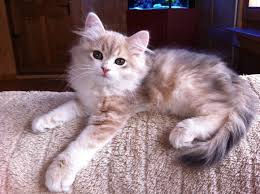 Closed title of champion breed. Blue Golden Tabby Siberian Siberian Forest Cat Cats Cute Animals