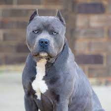 The pitbull puppies that these gigantic pitbulls. How Much Is A Xl Pitbull