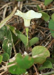 Image result for Ipomoea chloroneura
