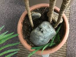 For most indoor plants, watering once a week should be sufficient. Here S What To Do When Potted Plant Soil Dries Out