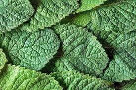 Thinking about giving your kitty some of the extras off your plate? Can Dogs Eat Mint Nom Nom