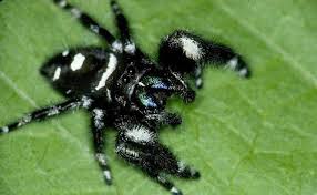 Okay, it's time to be brave. Spiders Jump To Catch Prey Pest Management Professional