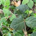 Image result for Hylodesmum repandum