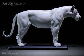 Big Cats Anatomy Models Lion Tiger Saber Tooth Cat Anatomy Lion Anatomy Feline Anatomy