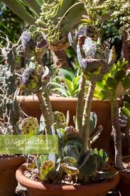 Image result for Kalanchoe marmorata