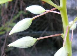 We did not find results for: How To Grow Balsam Touch Me Not Dengarden