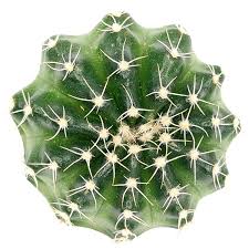 Cacti are amazing and unique plants, and they also need a specific watering regime. Cactus Succulents Description Care Guide Facts Best Cacti To Grow Indoors Tagged 3 Succulents Box