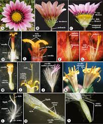 Flower classification based on symmetry. Asteraceae An Overview Sciencedirect Topics