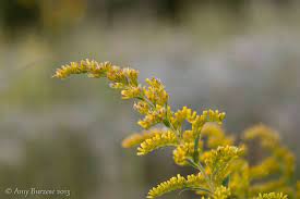 Rose Street Reflections Goldenrod Fall Rose Street Flowers Goldenrod