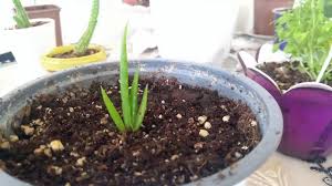 İşte son yılların en popüler bitkisi aloe vera. Aloe Vera Bitkisi Nasil Yetistirilmeli Topragi Nasil Olmali Youtube
