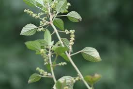 Image result for Acalypha lanceolata