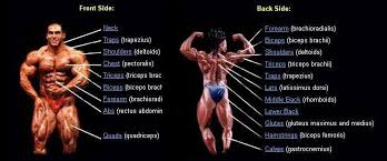 The side chest is a pose that displays your chest size and thickness from either side. Weighttraining Abuabba