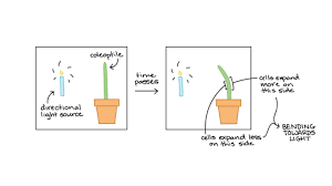 We did not find results for: Plant Biology Biology Library Science Khan Academy