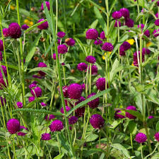 Image result for Gomphrena globosa