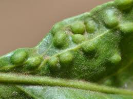Nasties In My Lemon Tree By The Gardening Blog