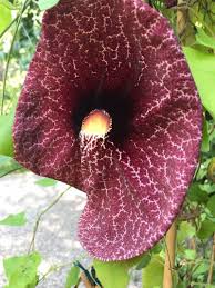 Image result for Aristolochia gigantea