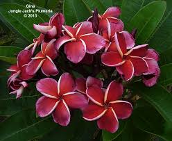 Pin On Plumeria For 2013