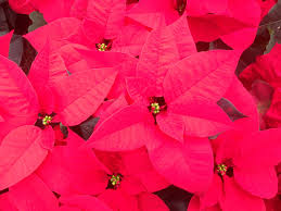 Believe it or not it's a combo of the lack of water and the coolness that makes them bloom. Divas Of December Winter Blooming Plants Rutgers Master Gardeners Of Mercer County