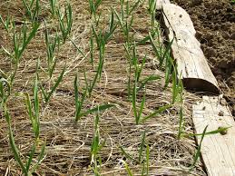 We come back a couple of weeks later and free any shoots trapped. Winter Mulching Harvest To Table