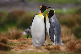 Penguins Love When A Male And Female King Penguin Meet To Form A Couple They Both Call Bow Strut And Shake Thei Wild Nature King Penguin Cuddling Couples