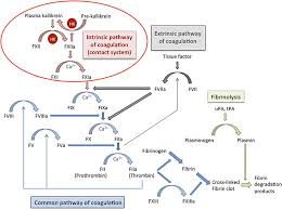 Blood Clotting Pathway Diagram Reading Industrial Wiring