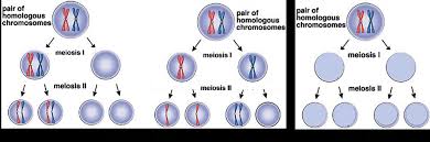 After mitosis, cells are haploid. How Mistakes In Meiosis Can Result In Down Syndrome Or Death Of An Embryo Serendip Studio