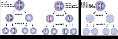 Accompanied by them is this comparing mitosis meiosis worksheet answer key that can be your partner. How Mistakes In Meiosis Can Result In Down Syndrome Or Death Of An Embryo Serendip Studio