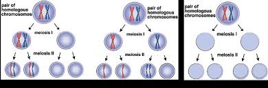 5 worksheet easy math worksheets spring. How Mistakes In Meiosis Can Result In Down Syndrome Or Death Of An Embryo Serendip Studio