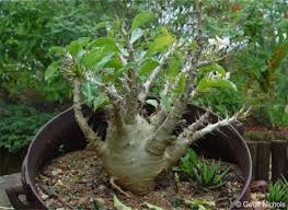 Image result for Pachypodium saundersii