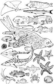 You can use our amazing online tool to color and edit the following kelp coloring pages. Https Dornsife Usc Edu Assets Sites 291 Docs Sc Kelp Booksm2 Pdf