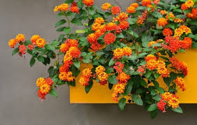 Html color codes, color names, and color chart with all hexadecimal, rgb, hsl, color ranges, and swatches. 42 Types Of Orange Flowers Names Balcony Garden Web