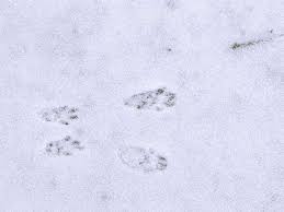 Unter zehengänger fallen die tiere, die bei der fortbewegung nur mit den zehen den im schnee erkennen gartenfreunde diese nur, wenn das reh auf der flucht war. Tierspuren Im Schnee So Erkennen Sie Welches Tier Bei Ihnen Im Garten War