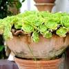 Most of these outdoor winter plants do best in the southern part of the usa as well as california since it does many small local garden centers will close for the winter months, so it can. 1