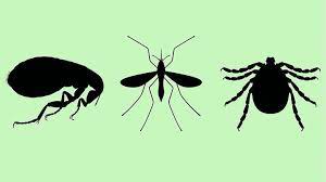Diseases Carried By Ticks Mosquitoes And Fleas Triple In The Us Everyday Health
