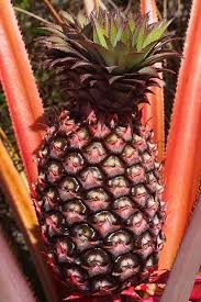 Epingle Sur Fruits Legumes Exotiques Exotic Fruits Vegetables