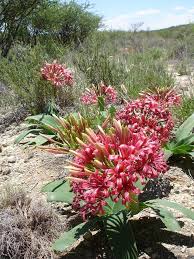 Image result for Ammocharis