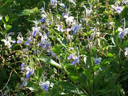 Image result for Clerodendrum buchneri