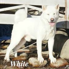 American Akita Dog Black And White Akita Colors Markings Akc American Bred Akitas In 2020 Akita Japanese Akita American Akita