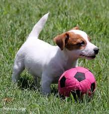 Short Legged Jack Russell Terrier Puppies For Sale Aka Shortiejacks Jack Russell Jack Russell Terrier Puppies Jack Russell Puppies