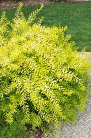 Image result for Scolopia stolzii