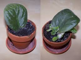 The most common cause of brown leaves on a fiddle leaf fig is due to a fungal infection from the roots sitting in too much moisture. Saintpaulia Ionantha African Violet