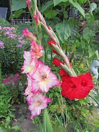 Do You Dig Up Gladiolus For Winter Care Here S How From The Old Farmer S Almanac Gladiolus Old Farmers Almanac Farmers Almanac