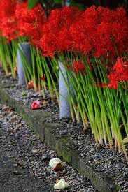 散った芙蓉の花と燃えるような彼岸花 彼岸花 名所 綺麗 景色